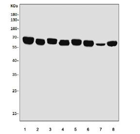 EHD3 Antibody