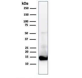 Cytochrome C Antibody