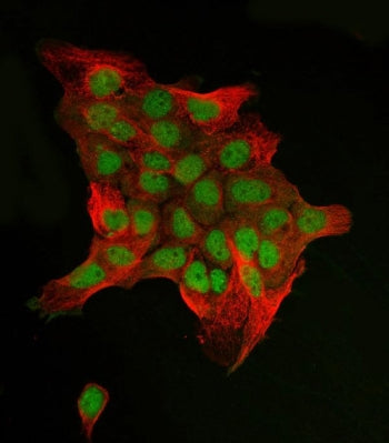 c-Jun Antibody / JUN