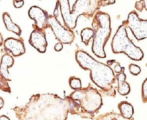 Placental Alkaline Phosphatase Antibody / ALPP