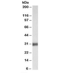 SFTPA1 Antibody