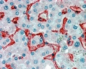 IHC testing of FFPE human liver with AOC3 antibody at 4ug/ml. HIER: steamed with pH6 citrate buffer,