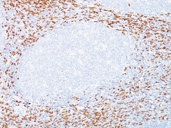 CD8A Antibody Cocktail