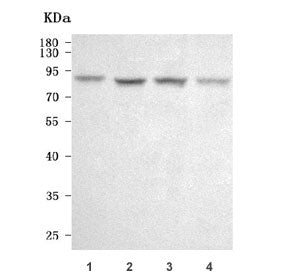 Western blot testing of human 1) HaCaT, 2) PC-3, 3) 293T and 4) U-2 OS cell lysate with Semaphorin 3