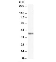 GBX2 Antibody