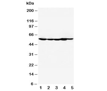 HDAC2 Antibody
