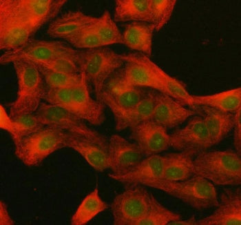 NUP133 Antibody