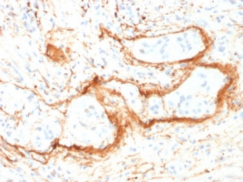 Elastin Antibody