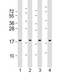 ARF4 Antibody / ADP-ribosylation factor 4