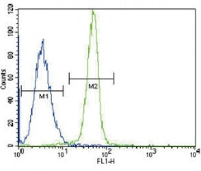 Leptin Receptor Antibody