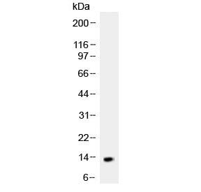 Western blot testing of recombinant human NGF partial protein (0.5ng/lane) with NGF antibody at 0.5u