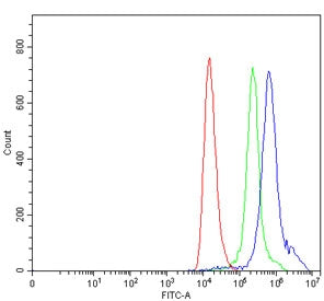 TAL1 Antibody / T-cell acute lymphocytic leukemia protein 1