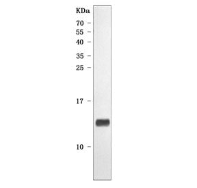 Western blot testing of mouse heart tissue lysate with NDUFA2 antibody. Predicted molecular weight ~