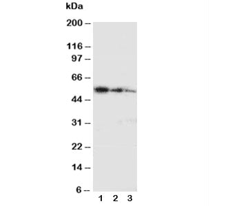 Ki-67 Antibody