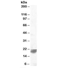VPS29 Antibody