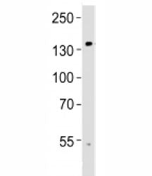 TRPM8 Antibody