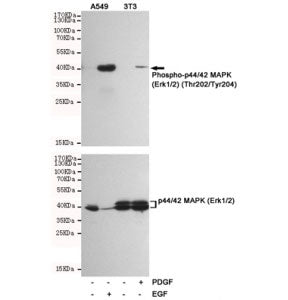 Phospho-ERK1/2 Antibody (Thr202/Tyr204)