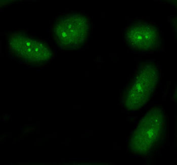Flow cytometry testing of human MCF7 cells with BRCA1-Associated Protein 1 antibody at 1ug/million cells (blocked with goat sera); Red=cells alone, Green=isotype control, Blue= BRCA1-Associated Protein 1 antibody.