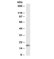 Western blot testing of rat testis lysate with biotinylated CIRBP antibody at 1ug/ml. Predicted mole