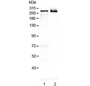 MAP2 Antibody