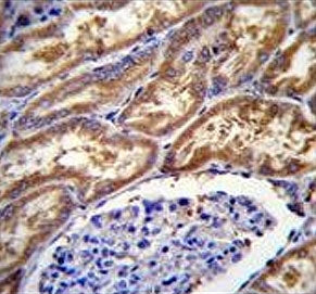 EXOC3L1 Antibody