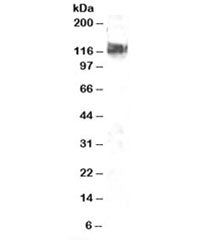 CBL Antibody