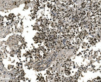 FOXA2 Antibody
