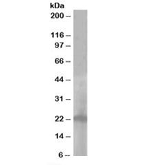 PALLID Antibody