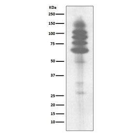 Phosphotyrosine Antibody / P-Tyr