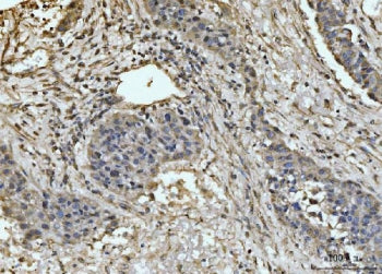 EXOSC8 Antibody