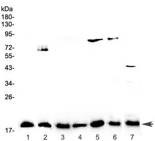 IL-23A Antibody / p19