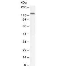 Western blot testing of human ovary lysate with NALP5 antibody at 2ug/ml. Predicted molecular weight