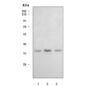 DNA-3-methyladenine glycosylase Antibody / MPG / AAG