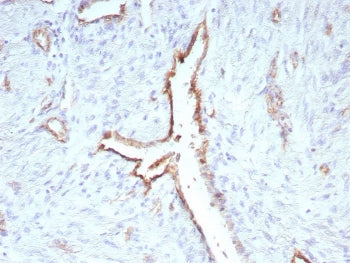 CD31 Antibody / PECAM-1
