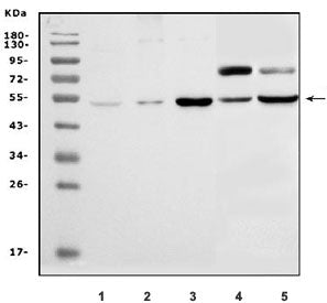 Western blot testing of 1) mouse kidney, 2) mouse skeletal muscle, 3) mouse heart, 4) rat heart and 