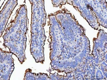 IHC staining of FFPE rat colon tissue with Maltase-glucoamylase antibody. HIER: boil tissue sections