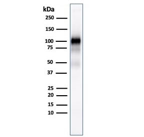Glycoprotein 2 Antibody / GP2 / ZAP75