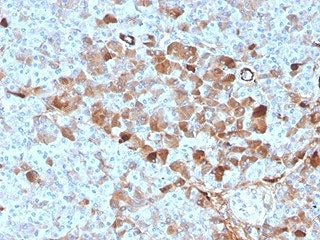 IHC staining of FFPE human pancreatic tissue with Vitamin D binding protein antibody (clone VDBP/448