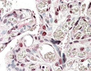 IHC staining of FFPE human placenta with CREB3L2 antibody at 5ug/ml. HIER: steamed with pH6 citrate 