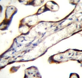 GDF15 antibody immunohistochemistry analysis in formalin fixed and paraffin embedded human placenta 