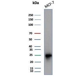 Western blot testing of human MCF-7 cell lysate with CD99 antibody (clone MIC2/7862). Predicted mole