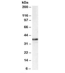 Western blot testing of HEK293 lysate with MPG antibody at 1ug/ml. Predicted molecular weight: ~33kD
