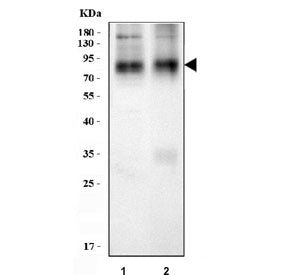 Western blot testing of 1) rat brain and 2) mouse brain tissue lysate with NTT4 antibody. Predicted 