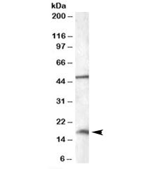 Western blot testing of HepG2 lysate with RBM3 antibody at 0.01ug/ml. The expected ~17kDa band and t
