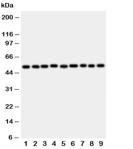 E2F2 Antibody