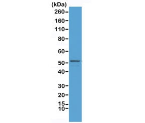 GFAP Antibody / Glial Fibrillary Acidic Protein (N-Terminal)