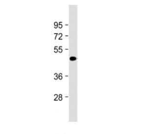 Tenomodulin Antibody
