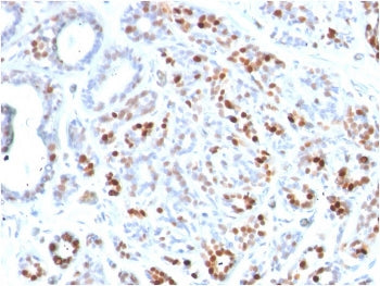 GATA3 Antibody