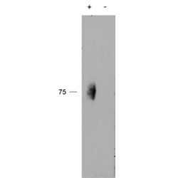 Phospho-CD244 Antibody