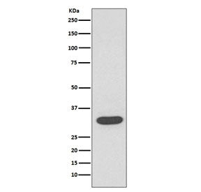Western blot testing of human HeLa cell lysate with CDK4 antibody. Predicted molecular weight ~34 kD